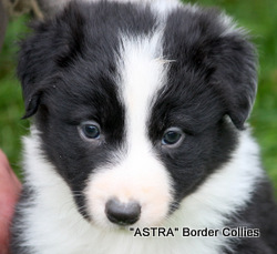 black and white MALE border collie puppy